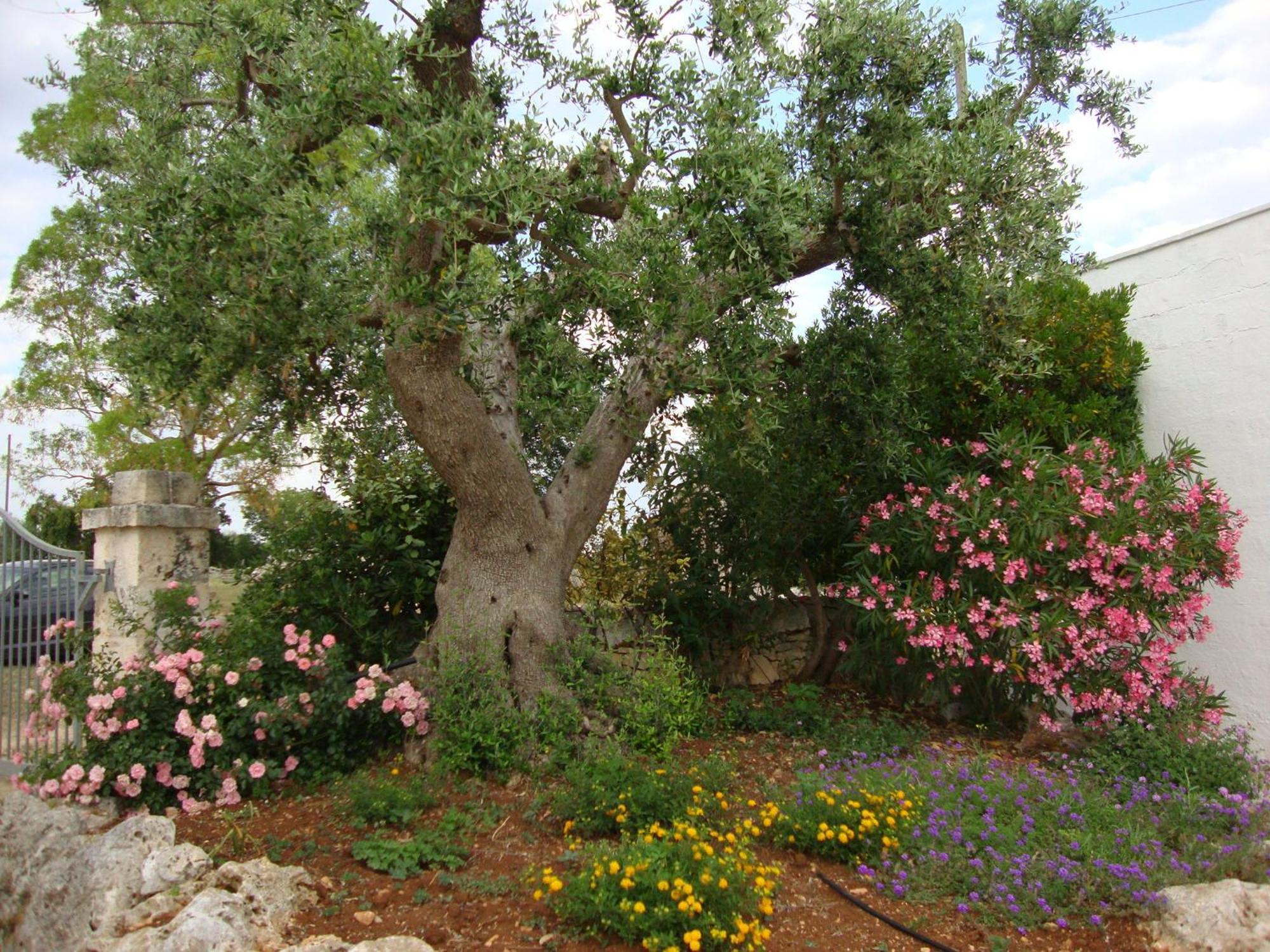 الشقق الفندقية لوكوروتوندوفي  Masseria Serio المظهر الخارجي الصورة